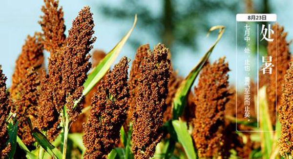 处暑是什么意思?处暑有哪些特点(天气变凉秋天来到)7