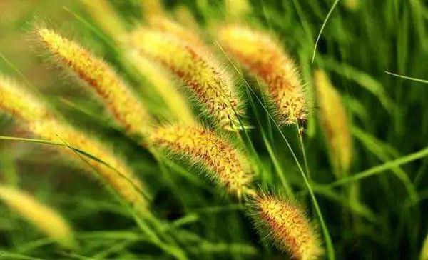 处暑是什么意思?处暑有哪些特点(天气变凉秋天来到)5