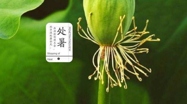 处暑是什么意思?处暑有哪些特点(天气变凉秋天来到)2