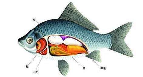 未定事件簿 鱼有心脏吗女神的试炼答案 特玩下载站te5 Cn