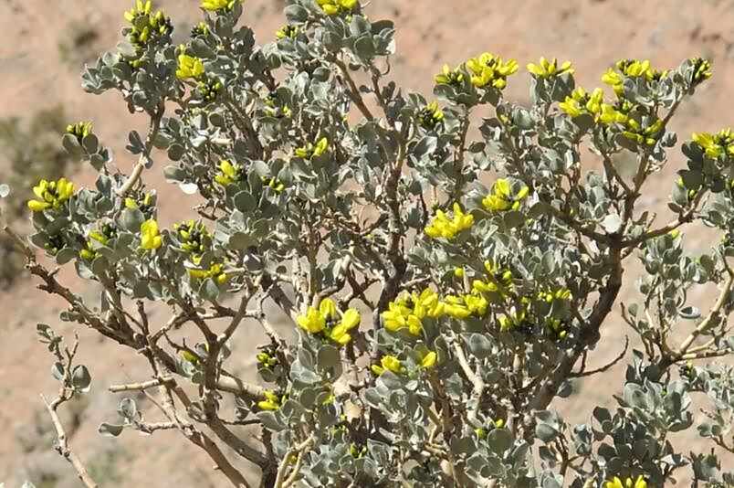 蚂蚁庄园4月22日：哪种荒漠植物可以四季常绿3