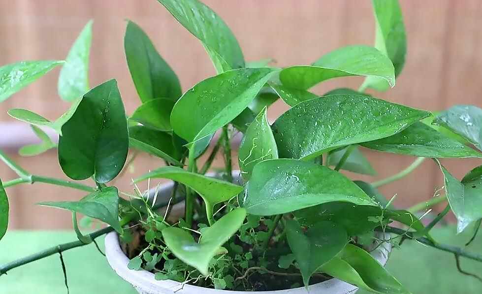 蚂蚁庄园4月22日：下列哪种植物适合养在室内3