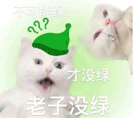 微信猫咪表情包分享 又土又怪的猫咪表情包第二弹