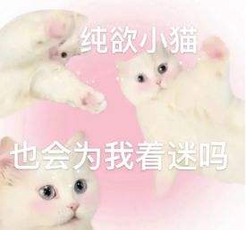 微信猫咪表情包分享 又土又怪的猫咪表情包第三弹