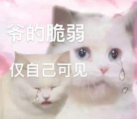 微信猫咪表情包分享 又土又怪的猫咪表情包第三弹
