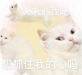 微信猫咪表情包分享 又土又怪的猫咪表情包第三弹