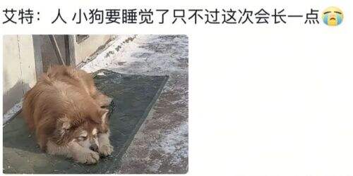 网红小狗“艾特”去世,网友矛头直指潘宏,本人回应:不关我事