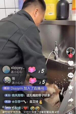 训狗一哥潘宏又出事,要求主人签“天价合同”,网友:这波站潘宏